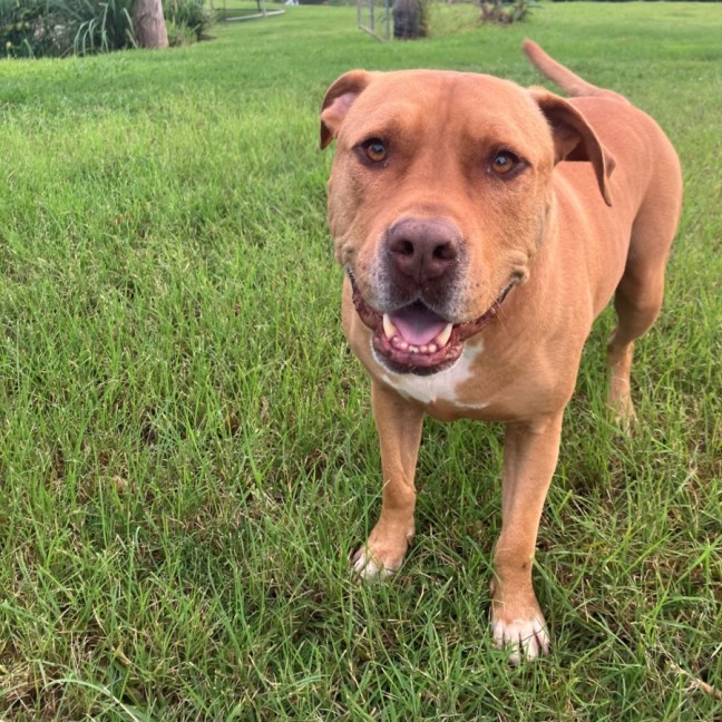 Photo of D1281 Rusty 