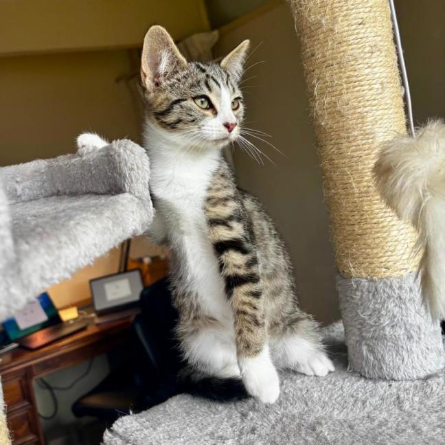 Photo of Archer
