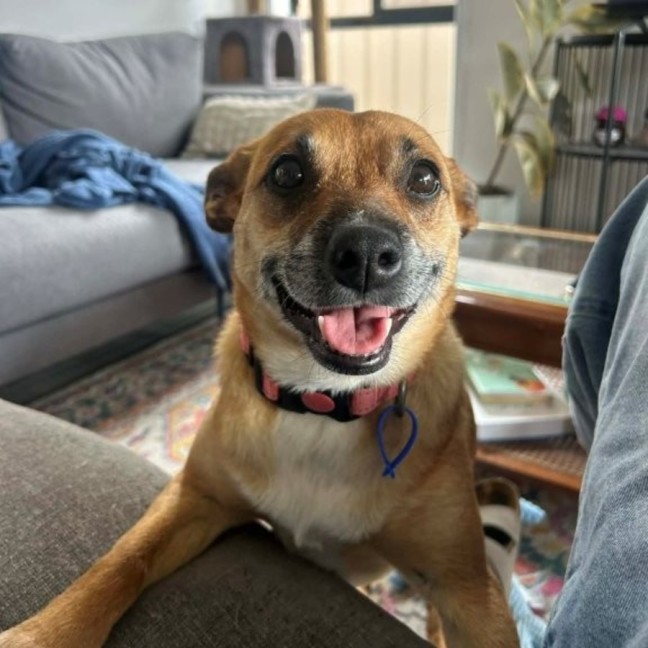 Photo of Remi   6 Year Old Jack Russell X, Girl