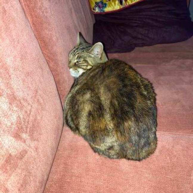 Photo of Dasha   Located In Northcote
