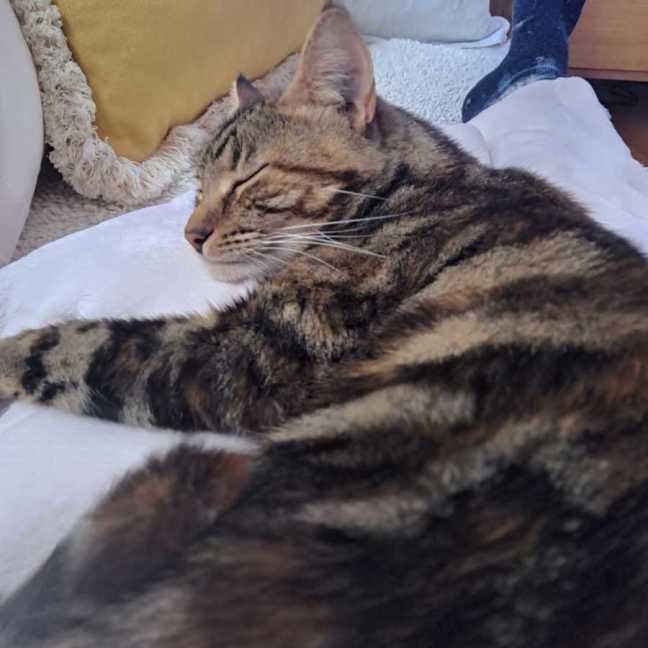 Photo of Chilli