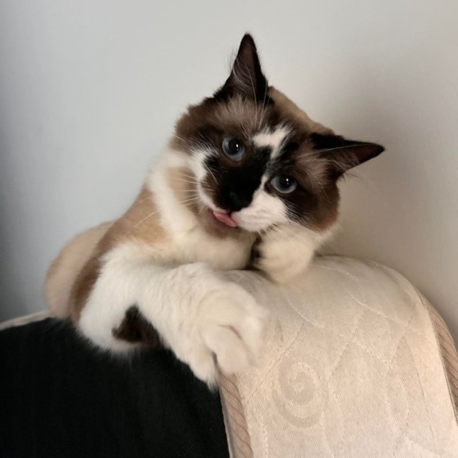 Photo of Smokey