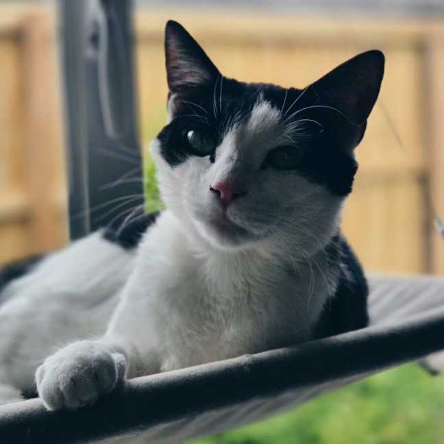 Photo of Makita   In Foster Care In Northcote