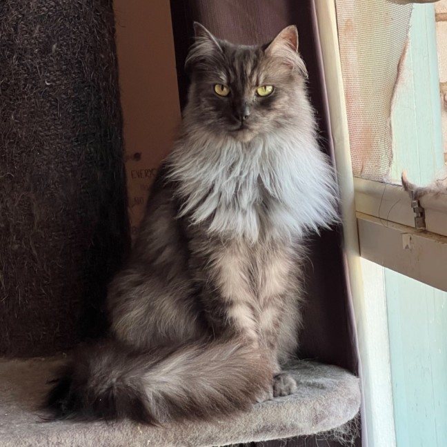 Photo of Smokey   Can Assist With Transporting To You