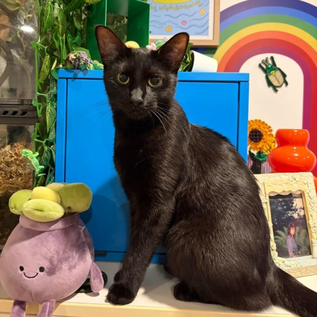 Photo of Nova