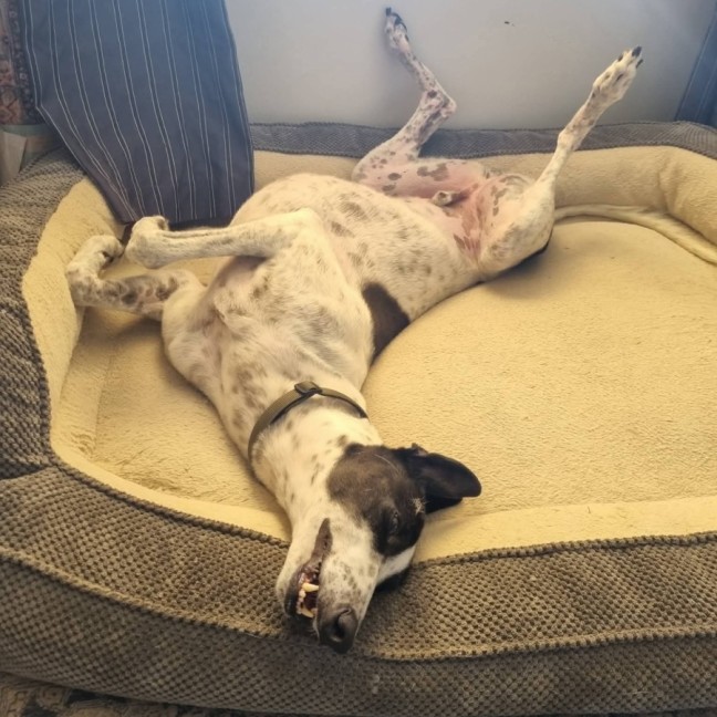 Photo of Maxie, The Greyhound