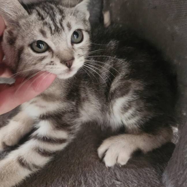 Photo of Buttercup