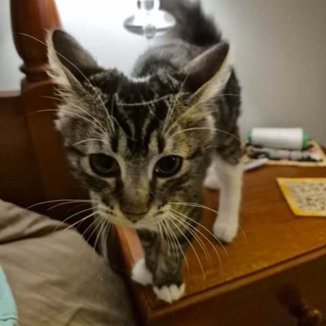 Photo of Mascara **2nd Chance Cat Rescue **