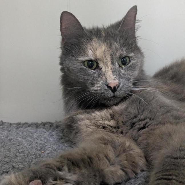 Photo of 💞 Tilly 6927 💞