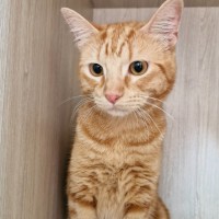 Photo of C1297 Simba