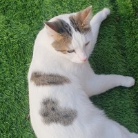 Photo of Shuno (Assisted Rehome)