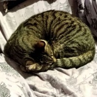 Photo of Lex 