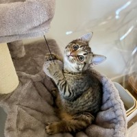 Photo of Pineapple   Located In Kensington