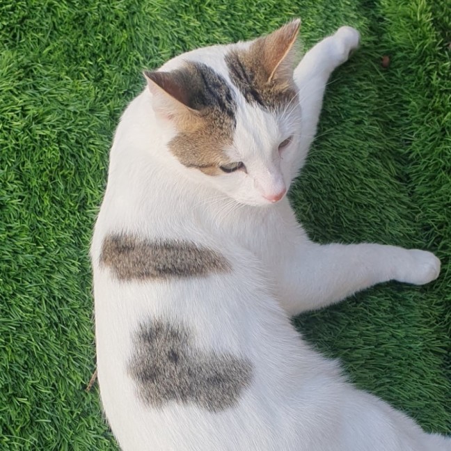 Photo of Shuno (Assisted Rehome)