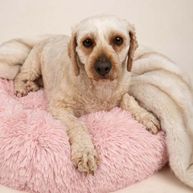 Photo of Piper