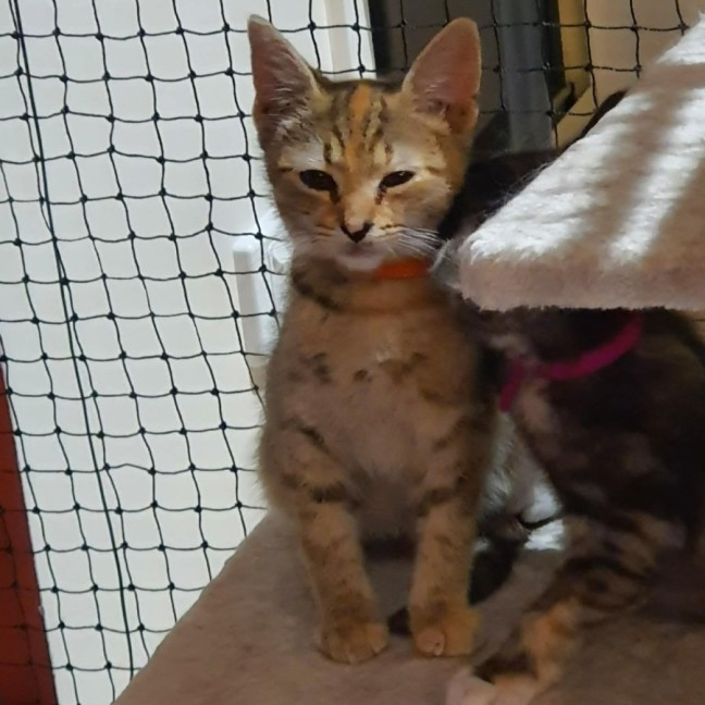 Photo of Maxie  **2nd Chance Cat Rescue**