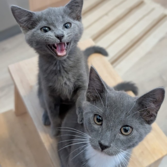 Photo of Rocket & Misty   Located In Glenroy