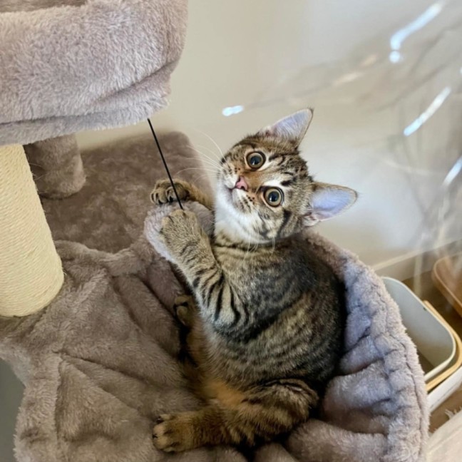 Photo of Pineapple   Located In Kensington