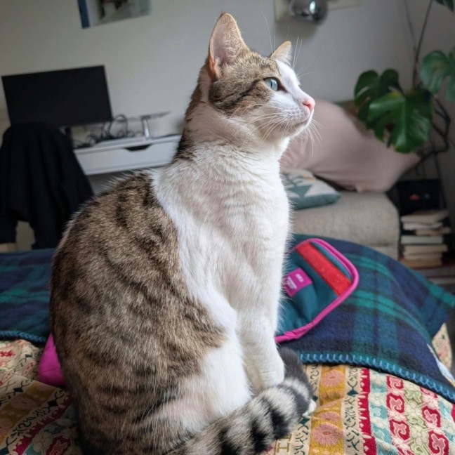 Photo of Pippin 