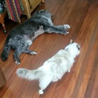 Photo of Gigi   6 Year Old Ragdoll