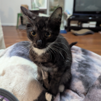 Photo of Siren