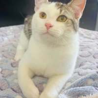 Photo of Coconut