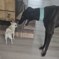 Photo of Bentley The Greyhound