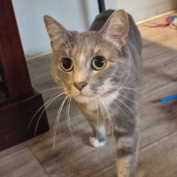 Photo of Eva **2nd Chance Cat Rescue**