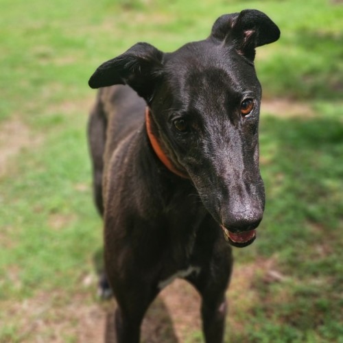 Jugger - Greyhound Dog