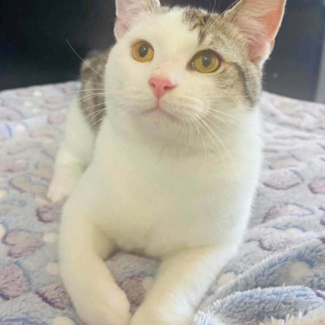 Photo of Coconut