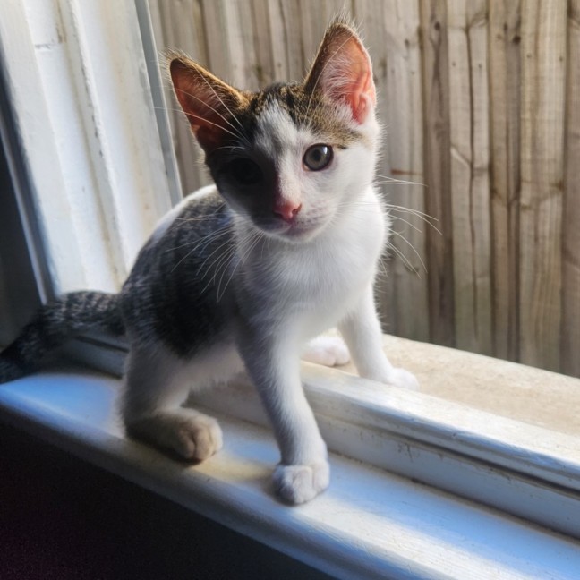 Photo of Muffin