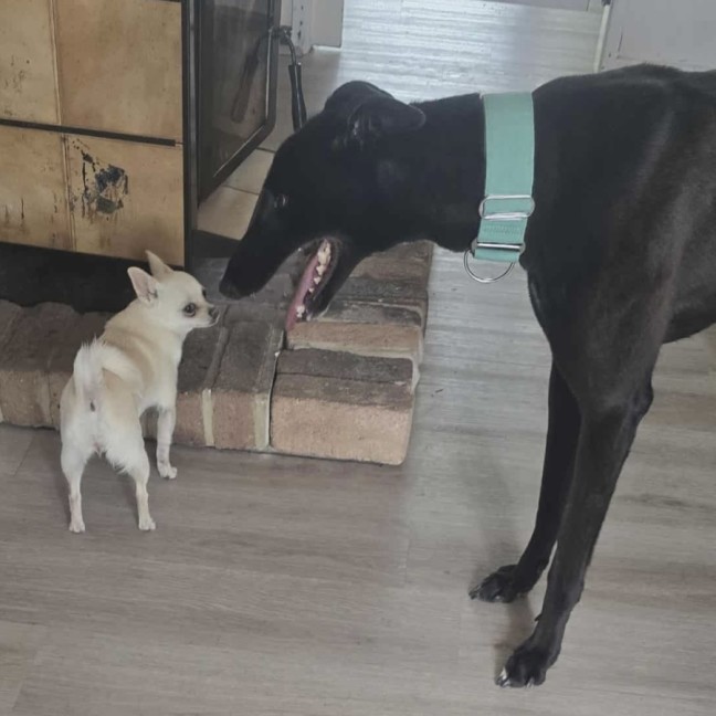 Photo of Bentley The Greyhound