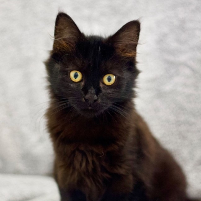 Photo of 💖 Mavis 💖