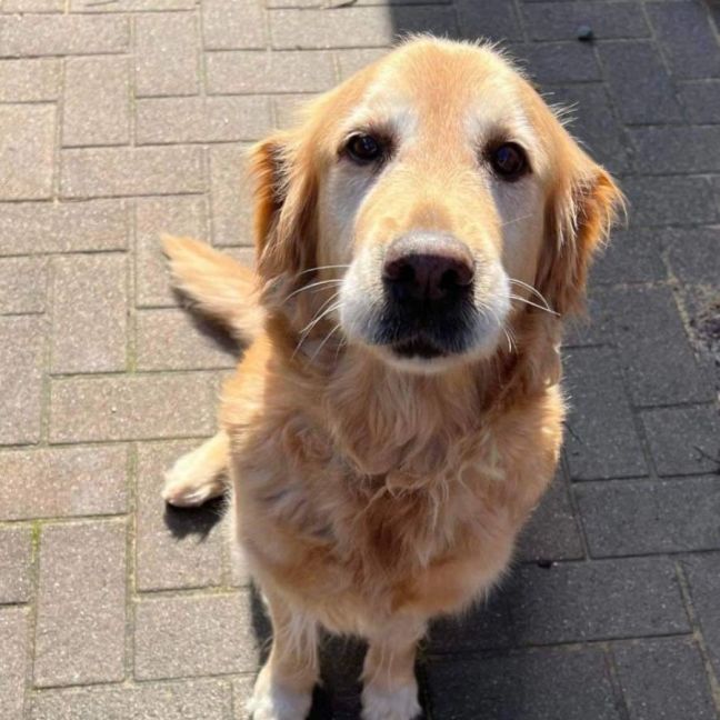 Photo of Daisy And Tonka