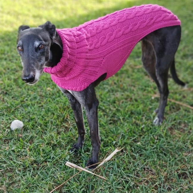 Photo of Audi, The Greyhound 