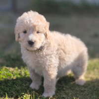Photo of Ernie