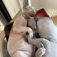 Photo of Luna And Lylah