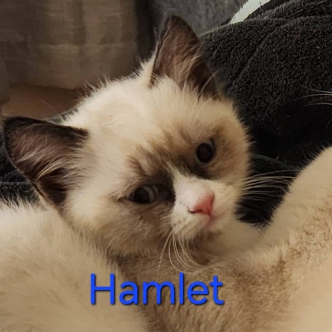 Photo of Hamlet