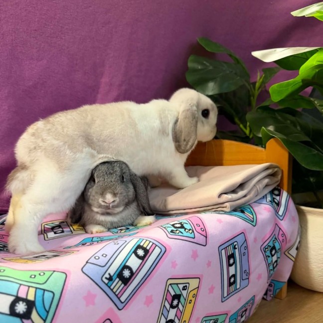 Photo of Nimbus & Thunder (Located In Wantirna South)