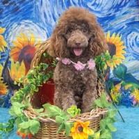 Photo of Tootsie