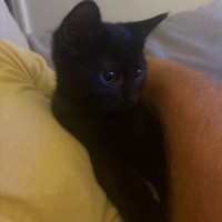 Photo of Dash