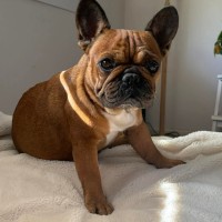 Photo of Scarlette