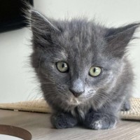 Photo of Countess Wigglebum 