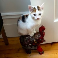 Photo of Birdy