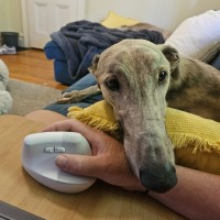 Photo of Ace, The Greyhound 