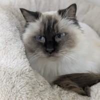 Photo of 🎀 Cleo 6172 🎀