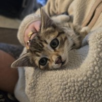 Photo of Meowly**2nd Chance Cat Rescue **