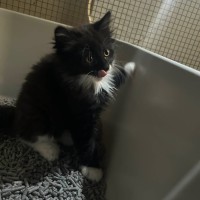 Photo of Philly Cheese Deluxe 🍔 