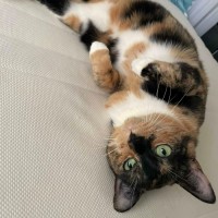 Photo of Marmalade