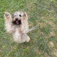 Photo of Peanut
